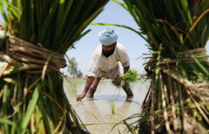 Sikh Farmer