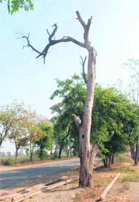 punjab-trees